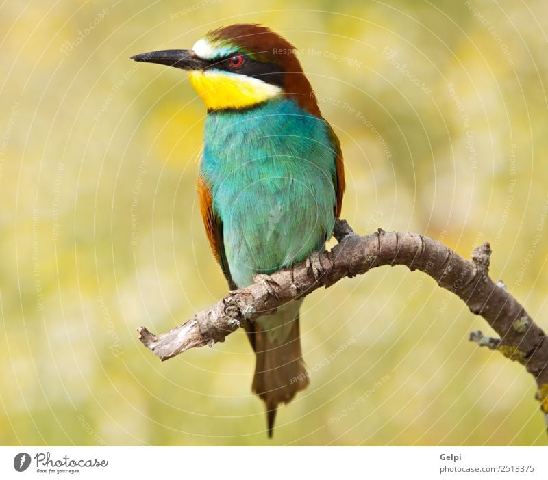 bunter Vogel Freiheit Strand Garten Natur Tier Biene füttern wild blau grün rot Farbe Schnabel Bienenfresser Ast Zucht bringend Erdloch Pflege Klippe anhänglich