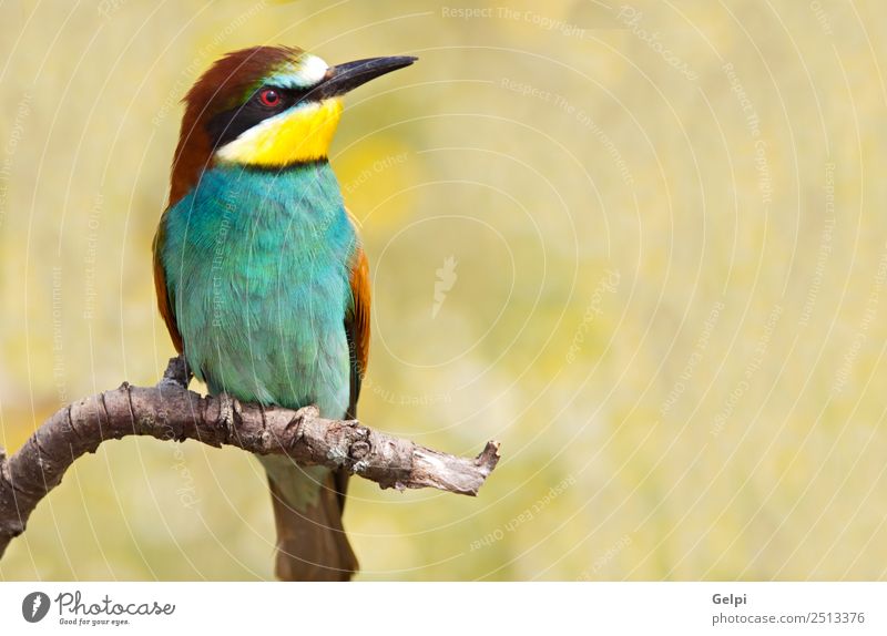 bunter Vogel Freiheit Garten Natur Tier Biene füttern wild blau grün Farbe Schnabel Bienenfresser Esser Ast Erdloch Pflege anhänglich farbenfroh Auge Etage