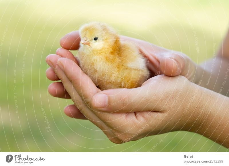 kleines Huhn Baby Frau Erwachsene Mann Mutter Vater Hand Tier Haustier Vogel Liebe niedlich weich gelb reizvoll Tiere Hintergrund Küken Hähnchen heimisch ea-egg