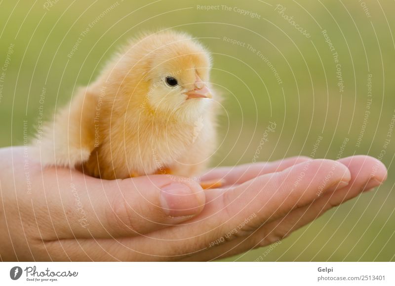 kleines Huhn Leben Ostern Baby Arme Hand Finger Tier Haustier Vogel neu niedlich wild weich gelb jung Hähnchen Ei Federvieh Feiertag Bauernhof Handfläche Küken