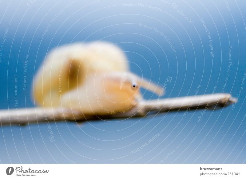 Eyes am Stiel Tier Wildtier Schnecke Tiergesicht 1 Tierjunges blau Neugier Interesse Kindheit Blick Kontrolle Farbfoto Außenaufnahme Nahaufnahme