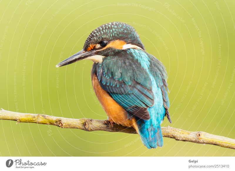 Eisvogel auf einem Ast sitzend exotisch schön Erwachsene Umwelt Natur Tier Park Vogel beobachten natürlich wild blau grün weiß Farbe Eisvögel Schnabel