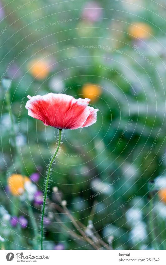 [CHAMANSÜLZ 2011] Haarig, rot und grün Umwelt Natur Pflanze Blume Blüte Wildpflanze Mohn Mohnblüte Wiese Blühend stehen Wachstum schön Duft elegant haarig