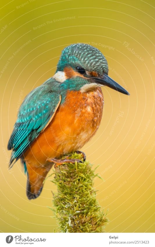 Eisvogel auf einem Ast sitzend exotisch schön Erwachsene Umwelt Natur Tier Park Vogel beobachten natürlich wild blau grün weiß Farbe Eisvögel Schnabel