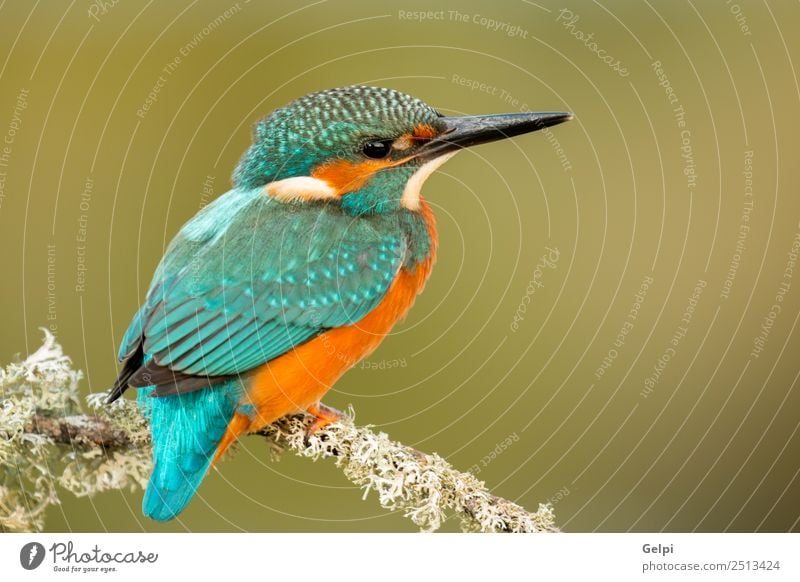 Eisvogel auf einem Ast sitzend exotisch schön Erwachsene Umwelt Natur Tier Park Vogel beobachten natürlich wild blau grün weiß Farbe Eisvögel Schnabel