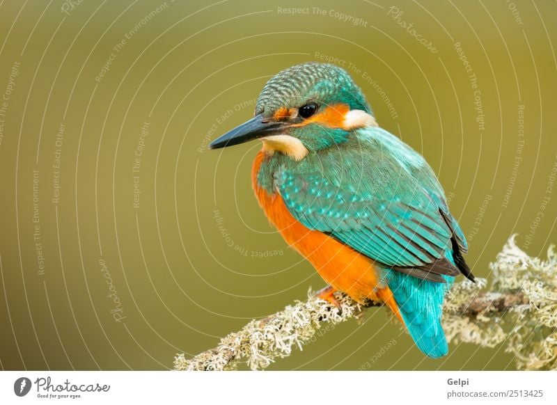 Eisvogel auf einem Ast sitzend exotisch schön Erwachsene Umwelt Natur Tier Park Vogel beobachten natürlich wild blau grün weiß Farbe Eisvögel Schnabel