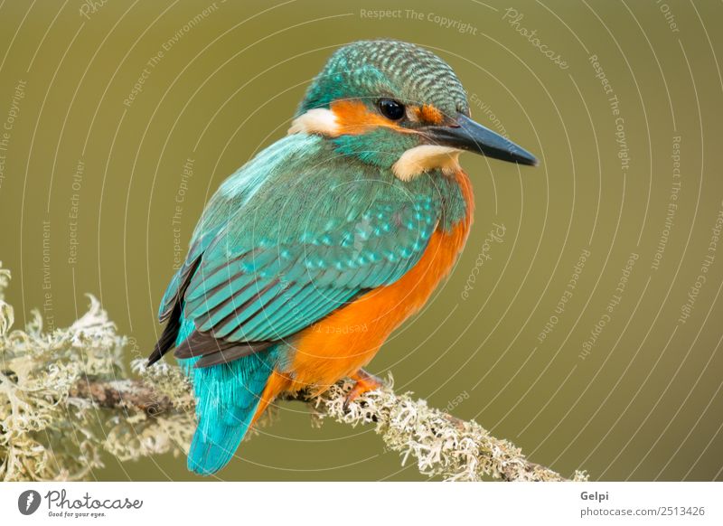 Eisvogel sitzt auf einem Ast in seinem natürlichen Lebensraum. exotisch schön Erwachsene Umwelt Natur Tier Park Vogel beobachten wild blau grün weiß Farbe