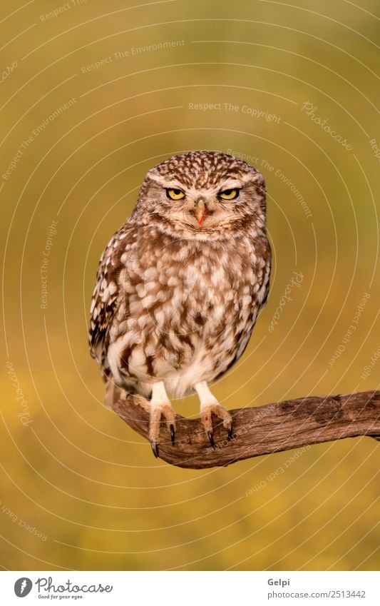 Süße Ou schön Natur Tier Wald Vogel Flügel klein lustig natürlich niedlich wild braun gelb gold grün schwarz weiß Tierwelt Waldohreule Beute Raubtier sonnig Ast