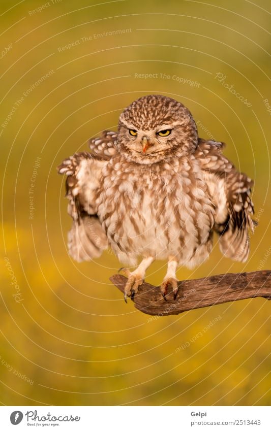 Süße Ou schön Natur Tier Wald Vogel Flügel klein lustig natürlich niedlich wild braun gelb gold grün schwarz weiß Tierwelt Waldohreule Beute Raubtier sonnig Ast