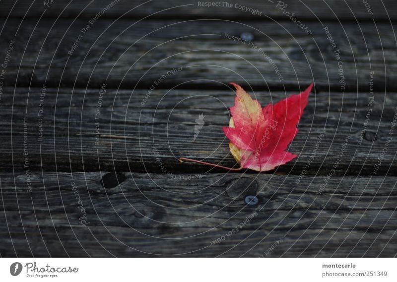 Laub Umwelt Natur Pflanze Herbst schlechtes Wetter Blatt Grünpflanze Park dunkel natürlich trocken rot schwarz Farbfoto mehrfarbig Außenaufnahme Nahaufnahme