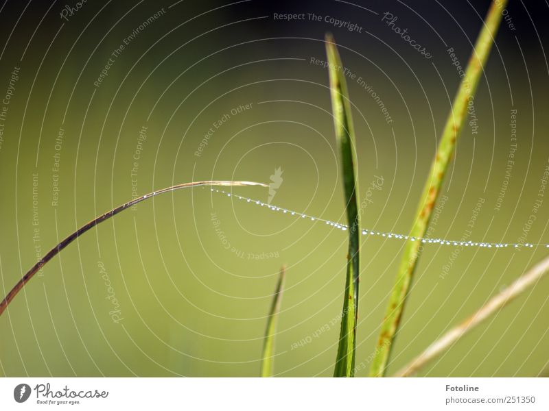 taufrisch Umwelt Natur Pflanze Urelemente Wasser Wassertropfen Gras Garten Wiese hell nass natürlich grün Farbfoto mehrfarbig Außenaufnahme Nahaufnahme