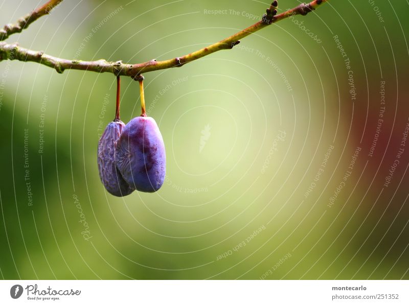 Hänger Lebensmittel Frucht Pflaume Umwelt Natur Sommer Schönes Wetter Baum Obstbaum Ast Wiese lecker süß blau grün Farbfoto mehrfarbig Außenaufnahme Nahaufnahme