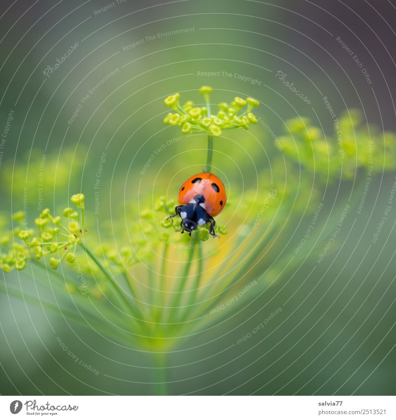 Farbtupfer Umwelt Natur Frühling Sommer Pflanze Blüte Nutzpflanze Dillblüten Doldenblüte Garten Tier Käfer Marienkäfer Siebenpunkt-Marienkäfer Insekt 1 krabbeln