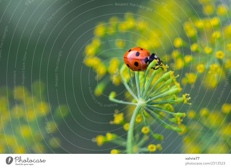 am Dill naschen Umwelt Natur Tier Sommer Pflanze Blüte Nutzpflanze Dillblüten Heilpflanzen Garten Käfer Marienkäfer Siebenpunkt-Marienkäfer Blühend Wachstum