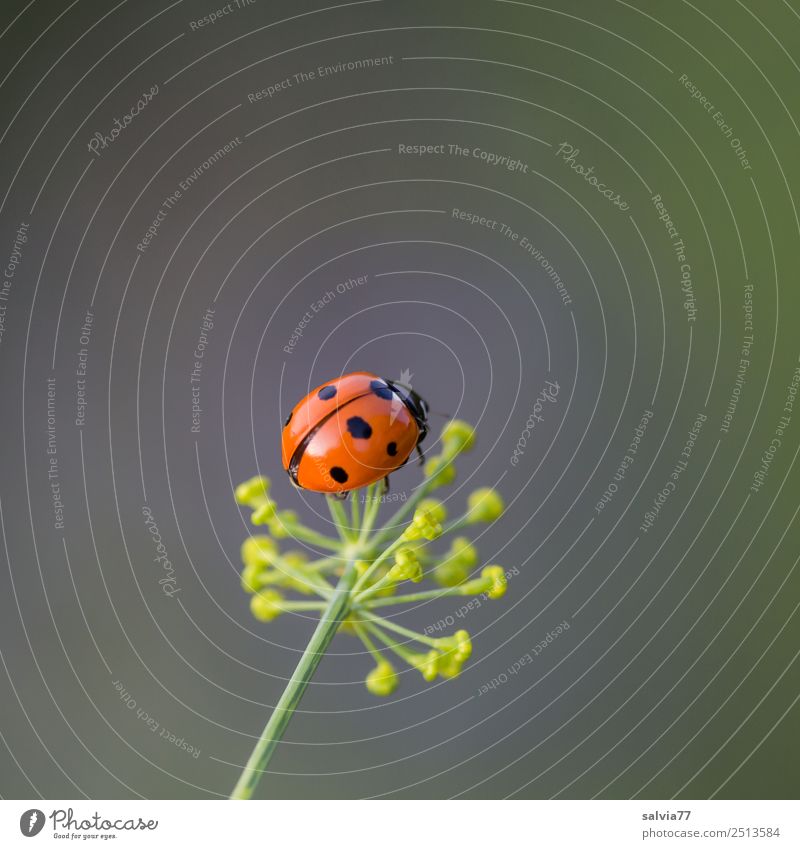 Glückskäfer Umwelt Natur Pflanze Frühling Sommer Blüte Dillblüten Garten Tier Käfer Marienkäfer Siebenpunkt-Marienkäfer Insekt 1 krabbeln klein niedlich oben