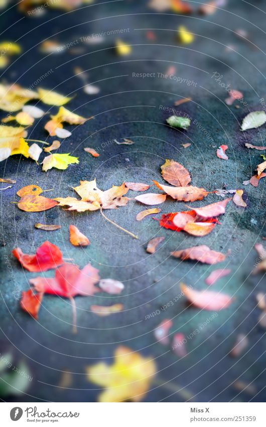 bunt, bunter, Herbst Blatt Straße Wege & Pfade fallen mehrfarbig gelb rot Herbstlaub Ahornblatt Bürgersteig herbstlich Farbfoto Außenaufnahme Nahaufnahme Muster