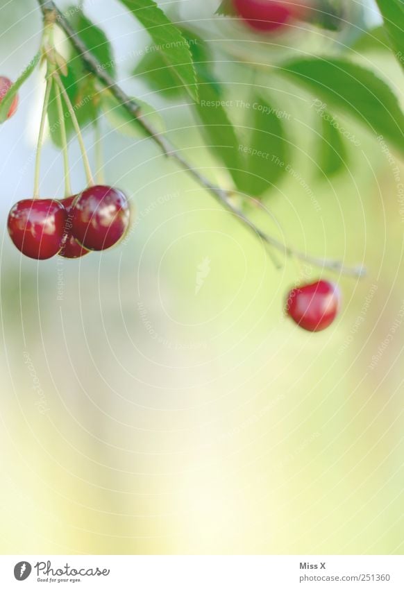 und es war Sommer Lebensmittel Frucht Ernährung Bioprodukte Natur Blatt Garten hängen Wachstum klein lecker rund saftig süß rot Kirsche Kirschbaum Ast Zweig