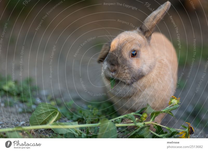 Hase beim Fressen von Blüten Sommer Schönes Wetter Pflanze Blume Garten Haustier Tiergesicht Fell Hasenohren Schnauze Zwergkaninchen Säugetier Nagetier