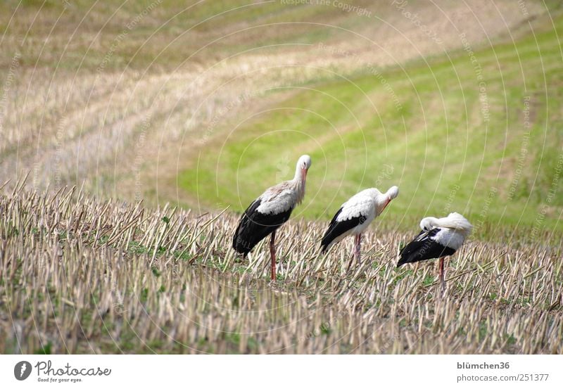 Putztag Feld Tier Vogel 3 stehen streichen Storch Weißstorch Körperhaltung langer Hals Adebar Glücksbringer Schreitvögel Feder Farbfoto Außenaufnahme