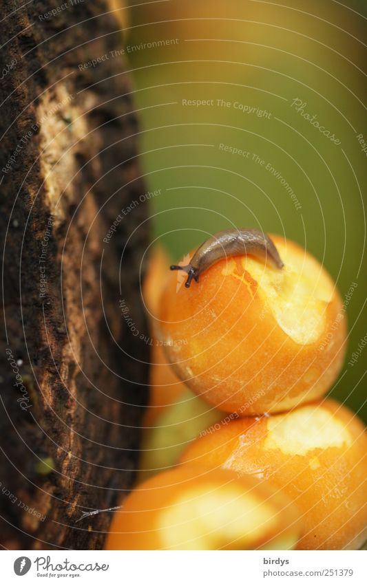 Feinschmecker Ernährung Schnecke 1 Tier Fressen authentisch niedlich schleimig braun gelb grün gefräßig Natur Pilz rund krabbeln Holz klein hell Pilzmahlzeit