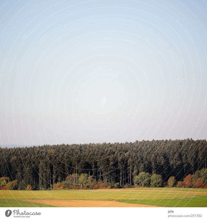 CHAMANSÜLZ | waldrand Umwelt Natur Landschaft Pflanze Tier Baum Sträucher Grünpflanze Nutzpflanze Wildpflanze Feld Wald natürlich blau gold grün Farbfoto