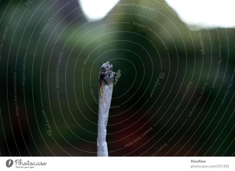 Ewige Versuchung Rauchen Rauschmittel Wetter Garten grün weiß Laster Genusssucht Drogensucht Frustration Tod Glimmstengel Joint Tabak Glut Zigarettenasche