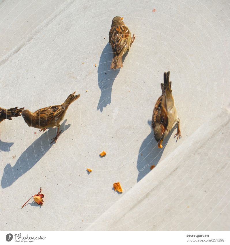 vogelperspektive. Ernährung Treppe Tier Vogel Spatz 3 Tiergruppe Beton Fressen frech Neugier niedlich unten braun grau Teamwork Überleben Schatten Rest Krümel