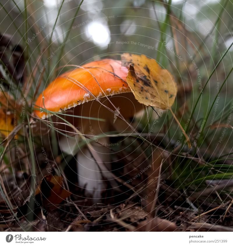 mykophilie Natur Pflanze Herbst Gras Blatt Wildpflanze Pilz Heide entdecken mehrfarbig gelb grün Lüneburger Heide Pilzhut orange Birkenblätter Glückskind