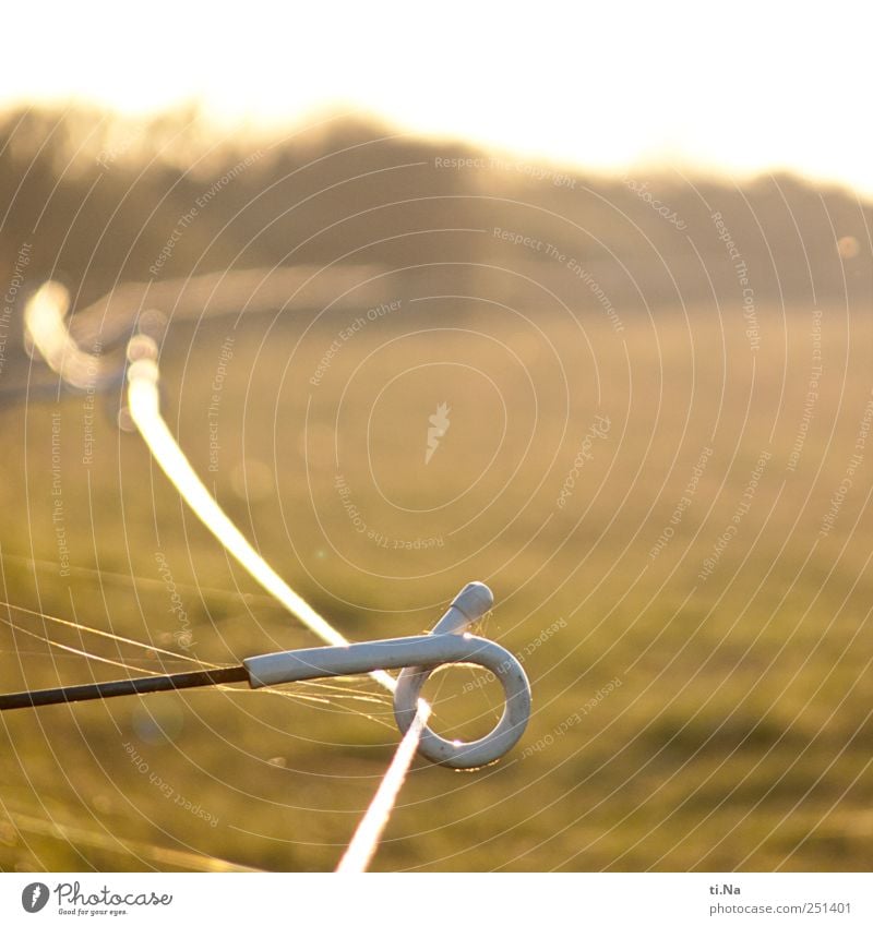 elektrisierend Kabel Umwelt Natur Landschaft Pflanze Tier Gras Sträucher Dithmarschen Speicherkoog glänzend hängen gold grün weiß Weidezaun Farbfoto