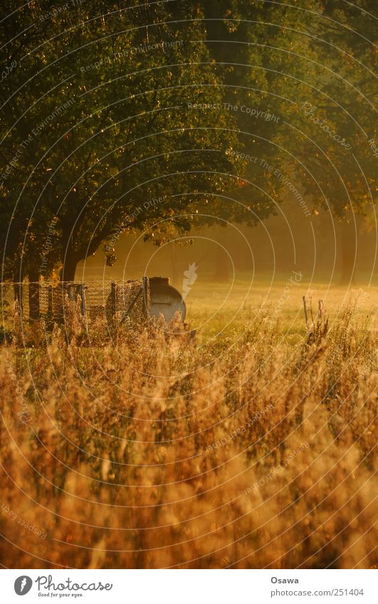 Kossenblatt 3 Feld Wiese Weide Sonnenaufgang Morgendämmerung Gras Baum Blatt Zaun Hochformat Landschaft rural Landwirtschaft Menschenleer Textfreiraum