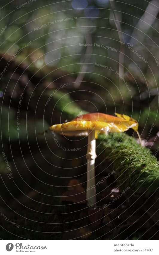 Waldpilz Umwelt Natur Moos Pilz ästhetisch glänzend schleimig braun mehrfarbig grau grün Farbfoto Außenaufnahme Nahaufnahme Textfreiraum oben Textfreiraum unten