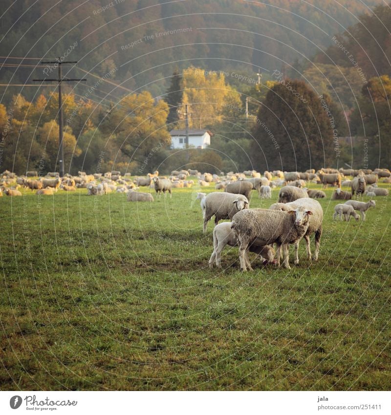 CHAMANSÜLZ | schäfchen auf der weide Umwelt Natur Landschaft Pflanze Tier Wiese Haus Nutztier Schaf Tiergruppe Herde Tierfamilie natürlich gelb grün Strommast