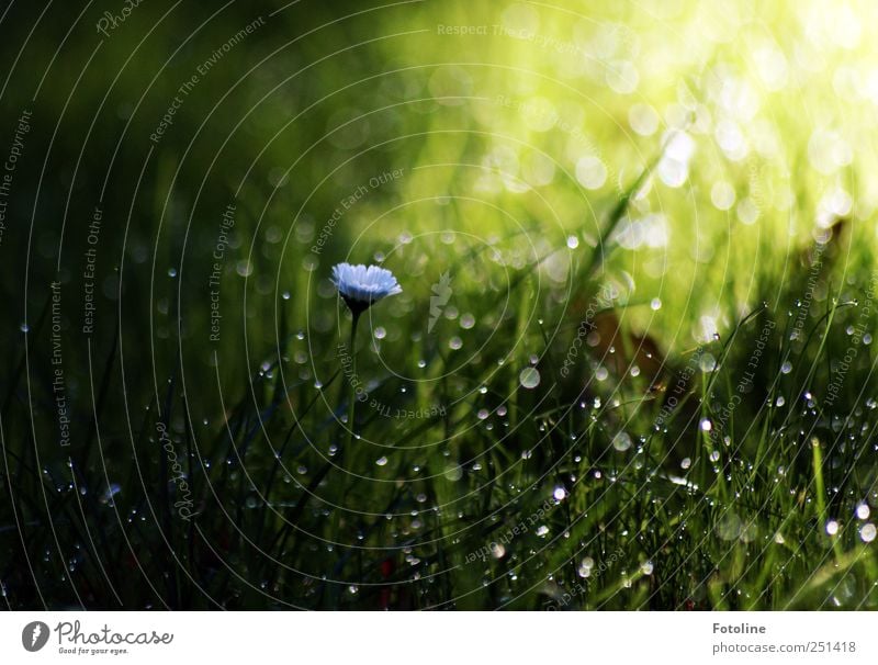 Morgens Umwelt Natur Pflanze Blume Gras Garten Wiese dunkel hell nass natürlich grün weiß Gänseblümchen Tau Farbfoto mehrfarbig Menschenleer Textfreiraum oben