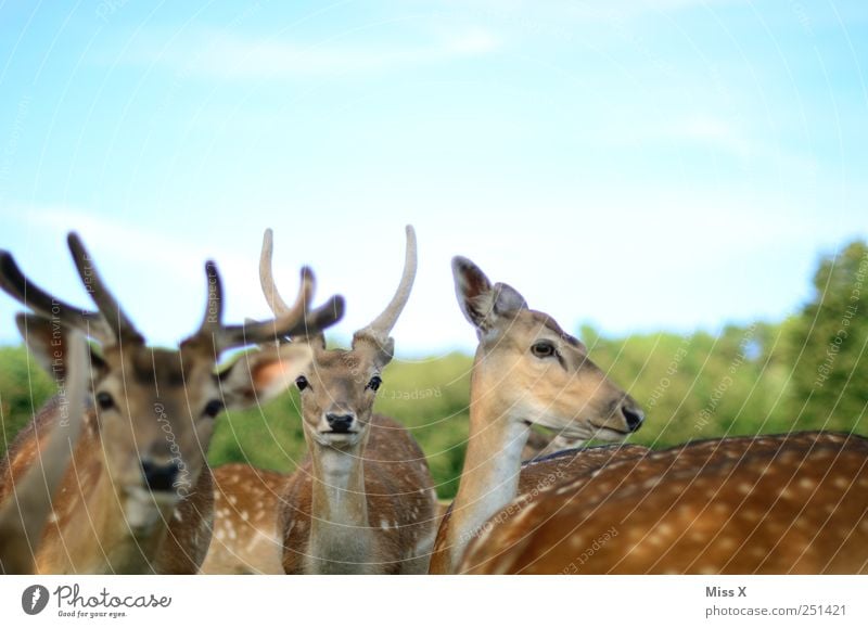 Grazien Tier Wildtier 4 Herde Neugier Reh Hirsche Horn Paarhufer Farbfoto mehrfarbig Außenaufnahme Menschenleer Schwache Tiefenschärfe Tierporträt