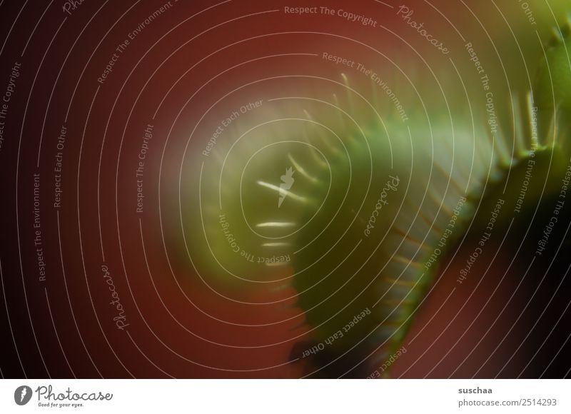kein vegetarier (2) Pflanze Zimmerpflanze Venusfliegenfalle fleischfressende pflanze Fleischfresser Schädlingsbekämpfung Natur Maul Fressen gefährlich seltsam
