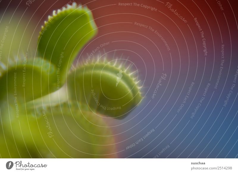 kein vegetarier (5) Pflanze Zimmerpflanze Venusfliegenfalle fleischfressende pflanze Fleischfresser Schädlingsbekämpfung Natur Maul Fressen gefährlich seltsam