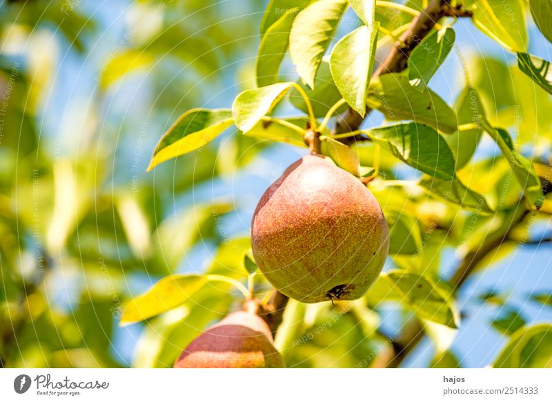 reife Birne am Baum Lebensmittel Frucht Natur Gesundheit Birnbaum Obstbaum rot süß Essen Sommer Aussaat Landwirtschaft Garten Nahaufnahme Farbfoto Außenaufnahme