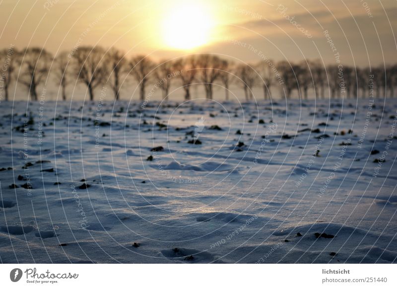 Winter Schnee Natur Landschaft Eis Frost Baum Feld Wege & Pfade Idylle Baumreihe Wintertag Wintersonne Winterlicht Abenddämmerung Perspektive Fußweg Ferne