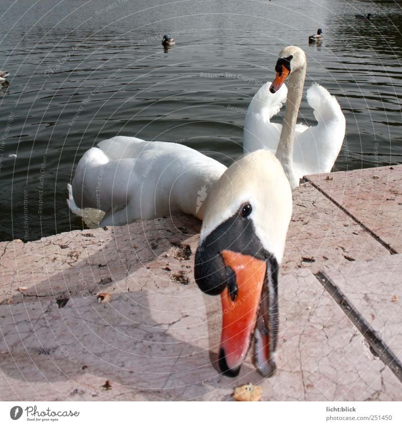 Schau mir in die Augen... Tier Schwan Tiergesicht 2 füttern nah weiß Bewegung Farbfoto Außenaufnahme Licht Tierporträt Vorderansicht Blick in die Kamera Seeufer