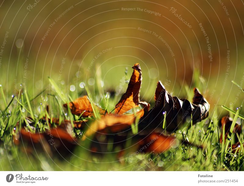 Der Herbst ist da! Umwelt Natur Pflanze Gras Blatt Wiese hell natürlich braun grün vertrocknet Farbfoto mehrfarbig Außenaufnahme Nahaufnahme Textfreiraum oben