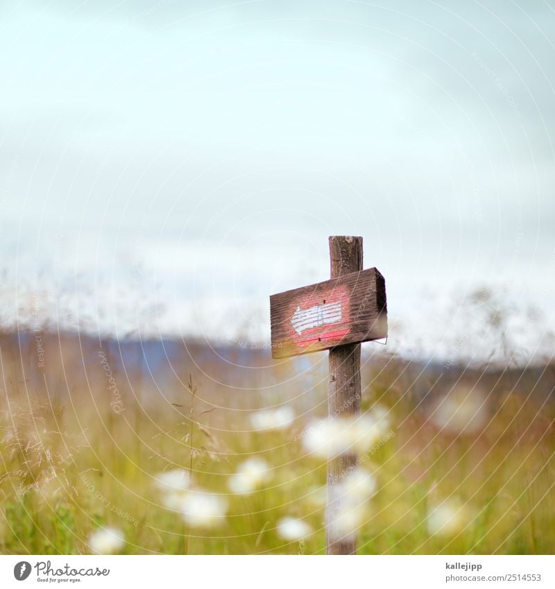 sie haben das ziel erreicht Umwelt Natur Landschaft Pflanze Blüte Grünpflanze Wiese Hügel Güterverkehr & Logistik Orientierung Pfeil Richtung richtungweisend