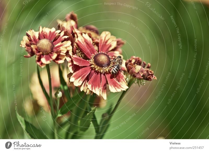 Gaillardia aristata - Kokardenblumen Natur Pflanze Blume Blüte Biene Blühend gelb rot Strelizie Malerblumen Farbfoto Außenaufnahme