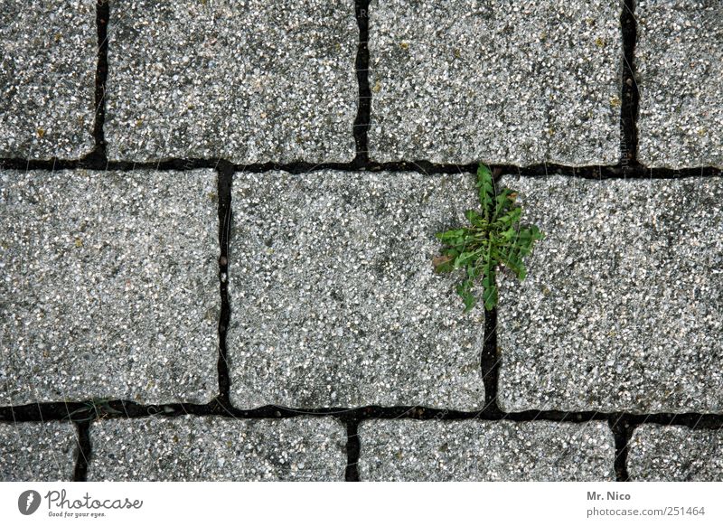 * Pflanze Altstadt Straße Wege & Pfade Blühend grau grün Unkraut Pflastersteine Pflasterweg Wachstum Beton kämpfen einzelgänger Spalte Fuge Kopfsteinpflaster