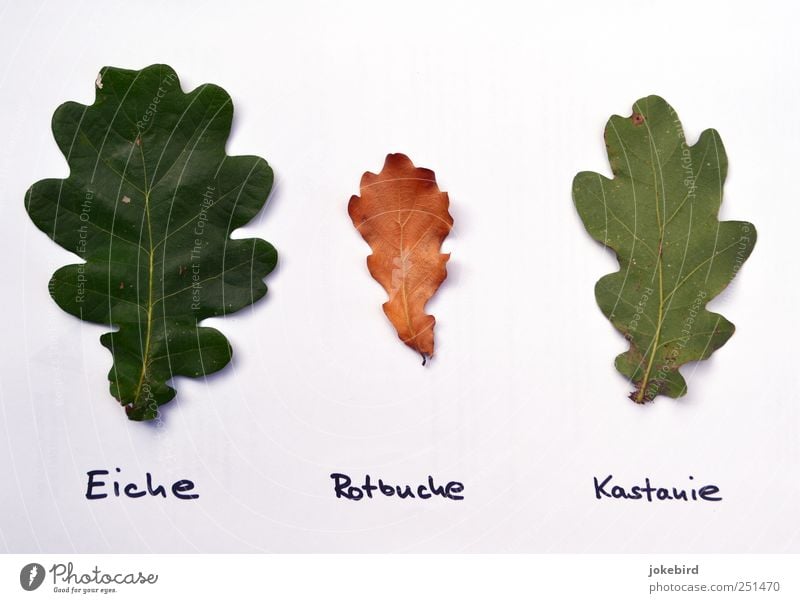 herbarium for dummies Bildung Wissenschaften Schule Pflanze Blatt Eichenblatt Zettel Denken lernen einzigartig lustig grün weiß beweglich betrügen Inspiration