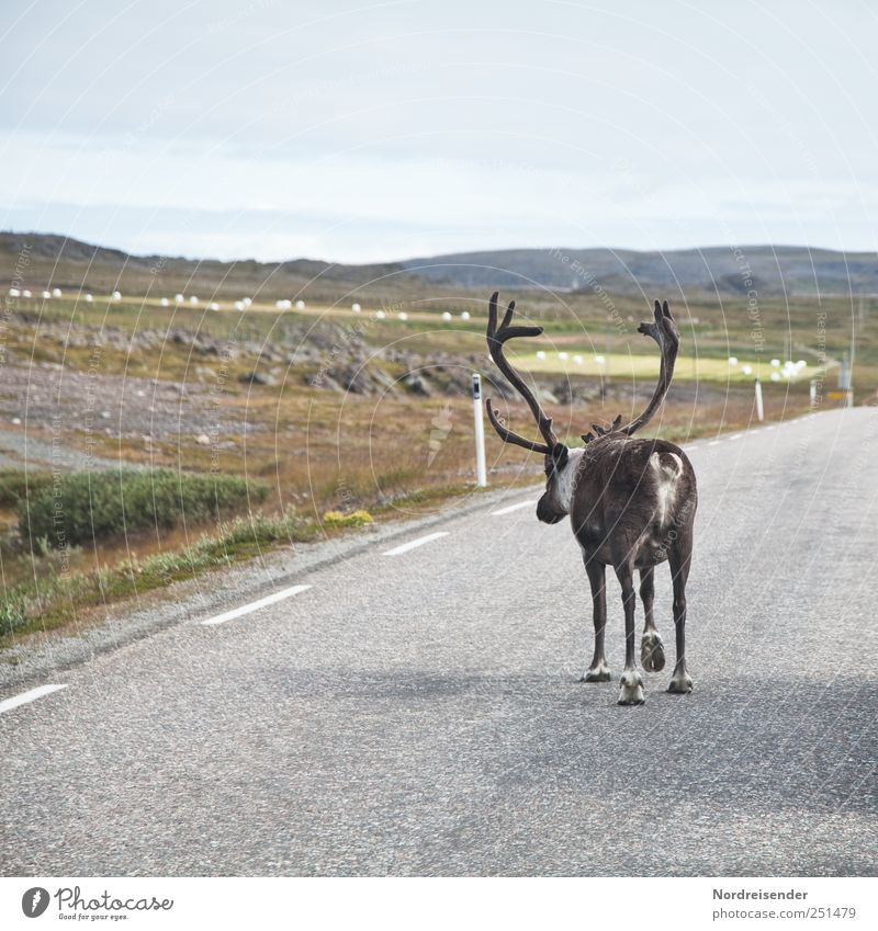 Rudi Ratlos Ferien & Urlaub & Reisen Natur Landschaft Tier Verkehr Straßenverkehr Autofahren Wege & Pfade Nutztier Wildtier 1 laufen wandern außergewöhnlich