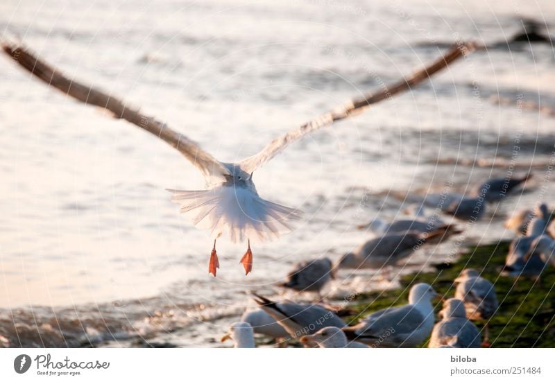 Auf und davon! Nordsee Tier Möwe Möwenvögel Flügel fliegen 1 gelb silber weiß Fernweh hinten Farbfoto Außenaufnahme Menschenleer Abend Bewegungsunschärfe