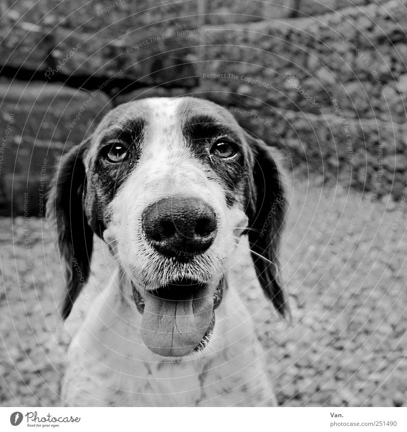 Doggie Zufriedenheit Natur Tier Haustier Hund Tiergesicht Fell 1 Zusammensein schwarz weiß Fröhlichkeit loyal Tierliebe Freundschaft atmen Zunge Nase