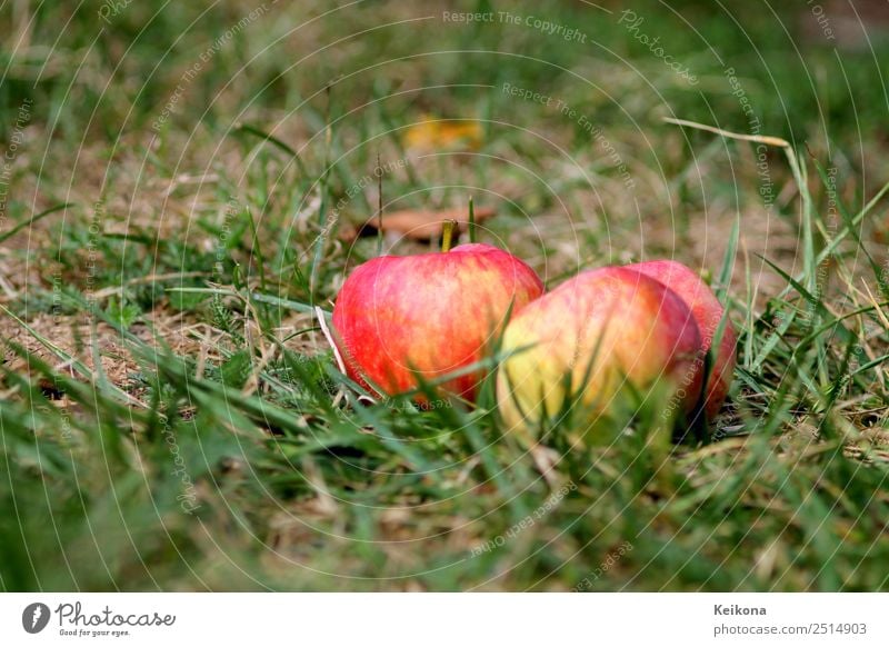 Ripe apples in domestic garden on the floor. Frucht Apfel Essen Frühstück Natur Pflanze Erde Baum Sträucher Garten Gesundheit Apfelbaum pflücken Sammlung Gras