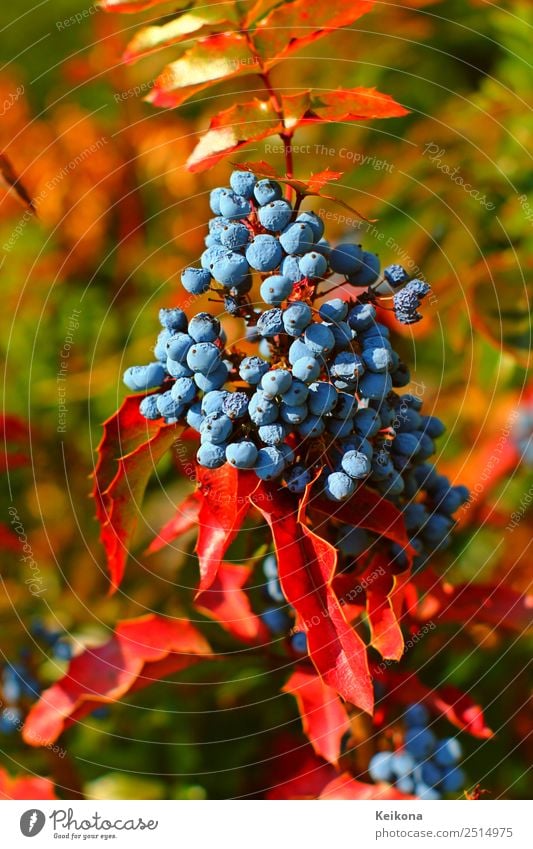 Thorny holly berries. Natur Sonnenlicht Pflanze Sträucher Blatt Nutzpflanze Glück Ilex aquifolium Stechpalme blau Hülse Herbst Gartenarbeit Samen Frucht