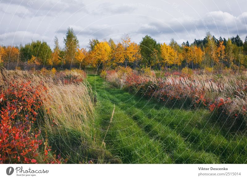 Herbstwiese mit Gras in Waldnähe schön Ferien & Urlaub & Reisen Sommer Sonne Winter Umwelt Natur Landschaft Pflanze Himmel Wolken Horizont Baum Blatt Wiese